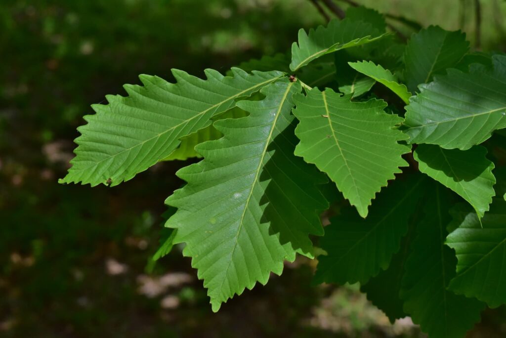 Konara Oak (Quercus serrata)