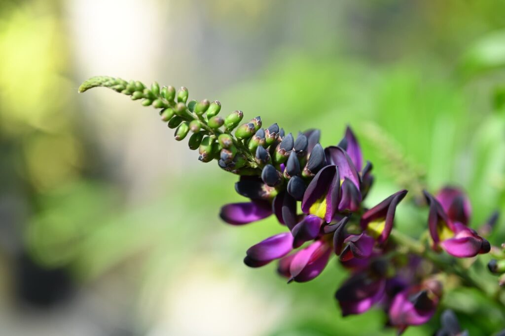 Japanese-Wisteria-Wisteria-floribunda
