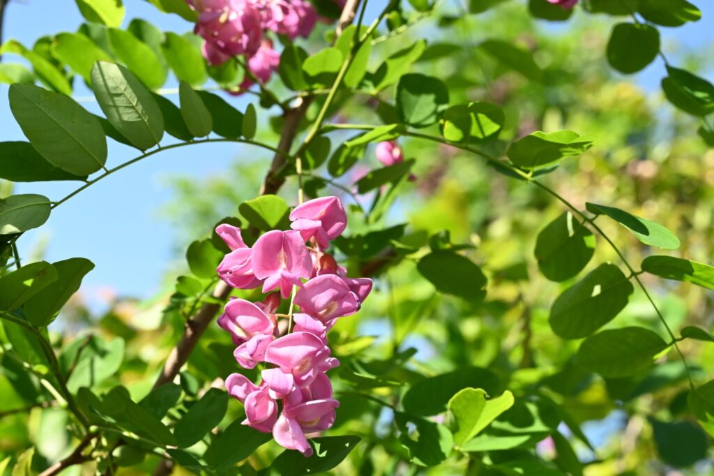 Japanese-Pagoda-Tree