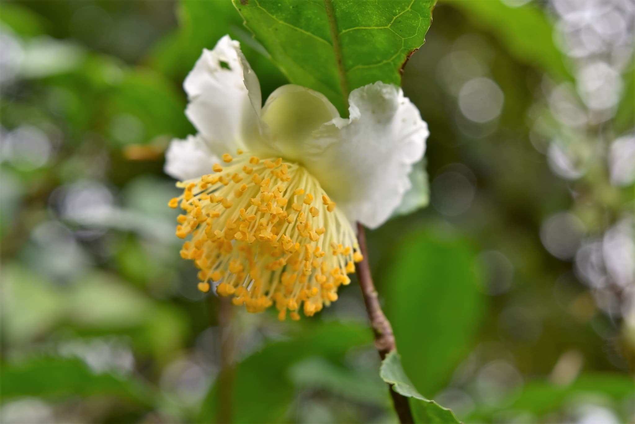 Tea Plant