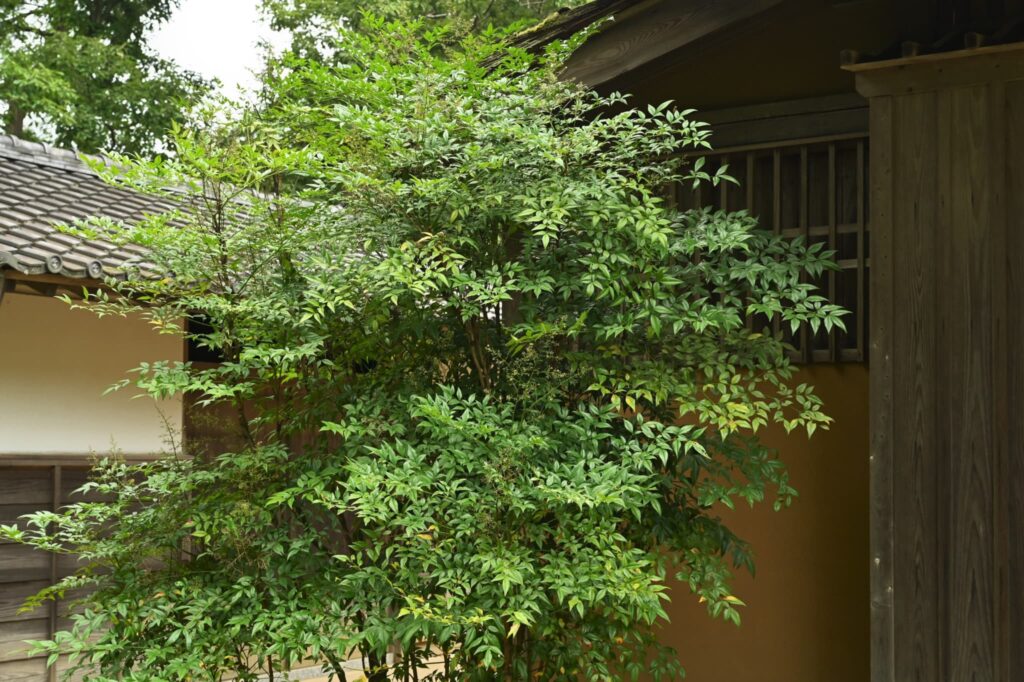 Heavenly-Bamboo-Nandina