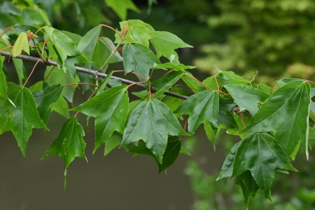Trident-Maple-Acer-buergerianum