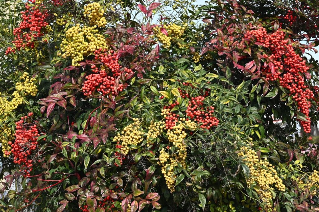 Heavenly-Bamboo-Nandina