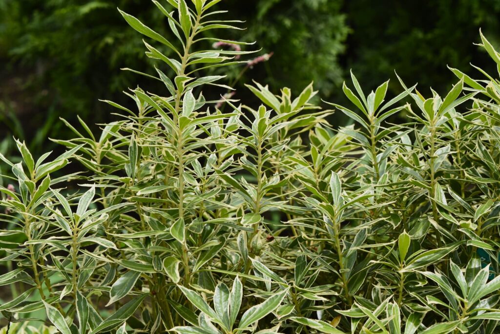Japanese-Andromeda-Pieris-japonica