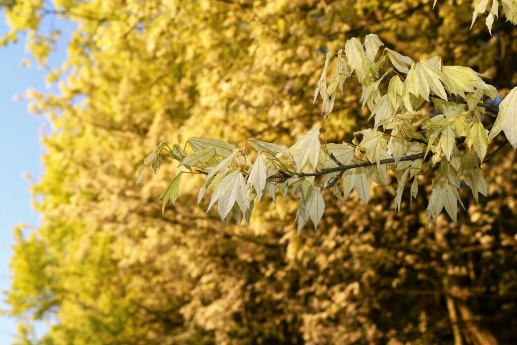 Trident-Maple-Acer-buergerianum