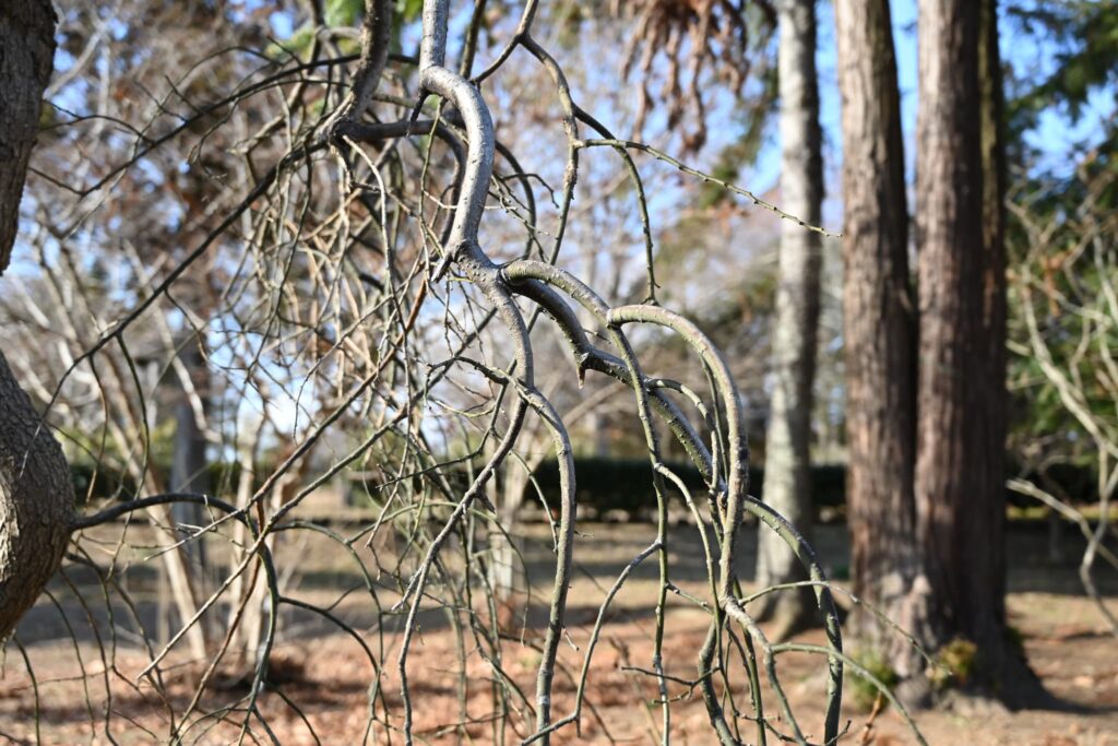 Japanese-Pagoda-Tree