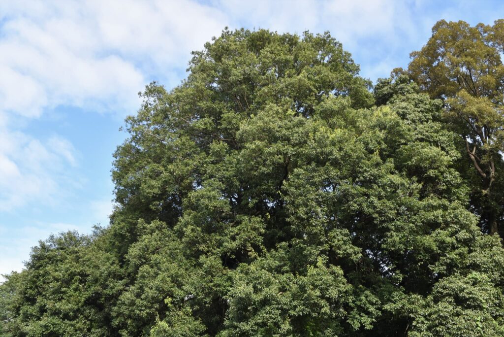White Oak - Quercus myrsinaefolia