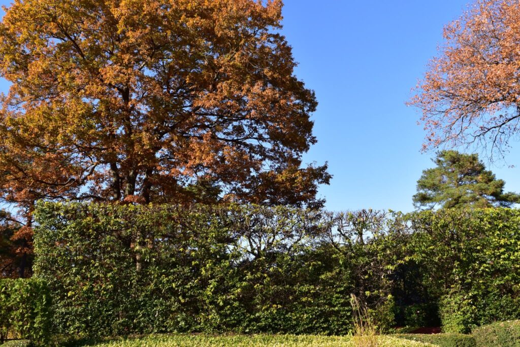 White Oak - Quercus myrsinaefolia