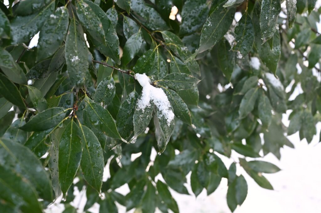 White Oak - Quercus myrsinaefolia