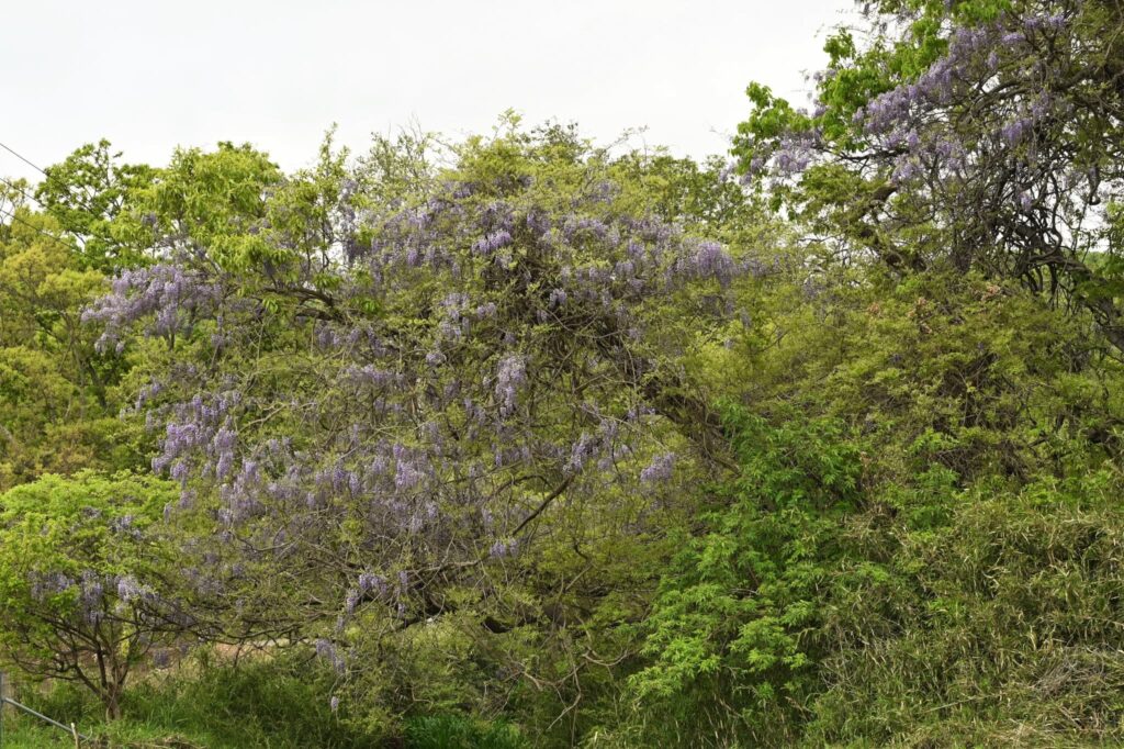 Japanese-Wisteria-Wisteria-floribunda