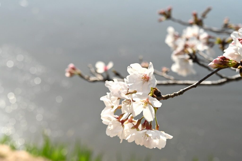 Yoshino Cherry (Prunus × yedoensis) flowers