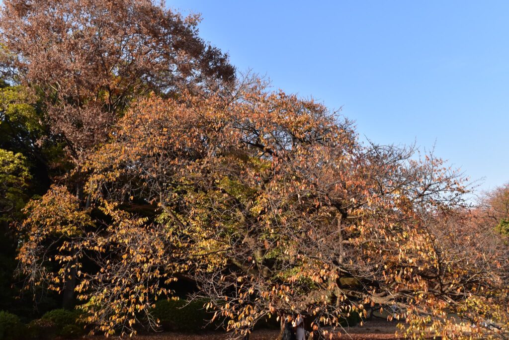 Yoshino Cherry (Prunus × yedoensis) ,autumn color