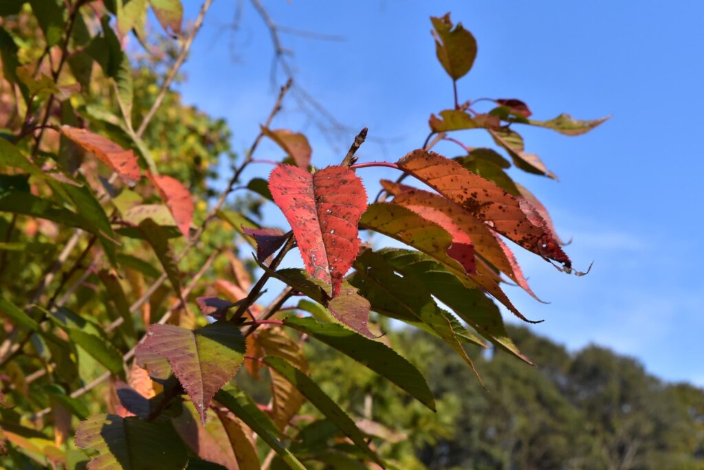 Yoshino Cherry (Prunus × yedoensis) foliage, autumn color