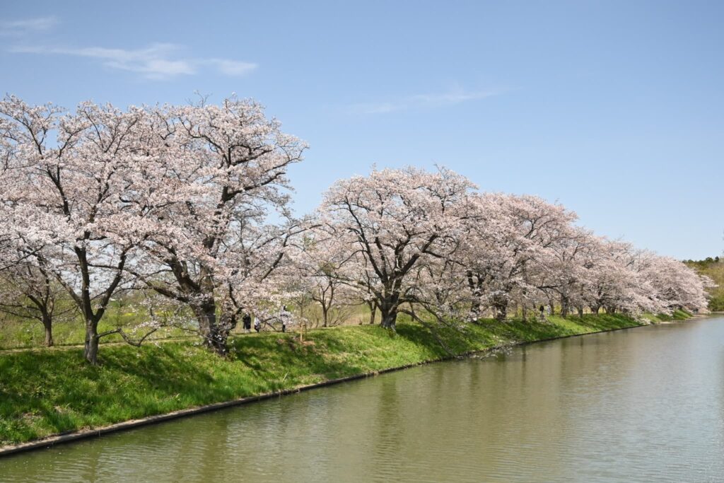 Yoshino Cherry (Prunus × yedoensis),flowers
