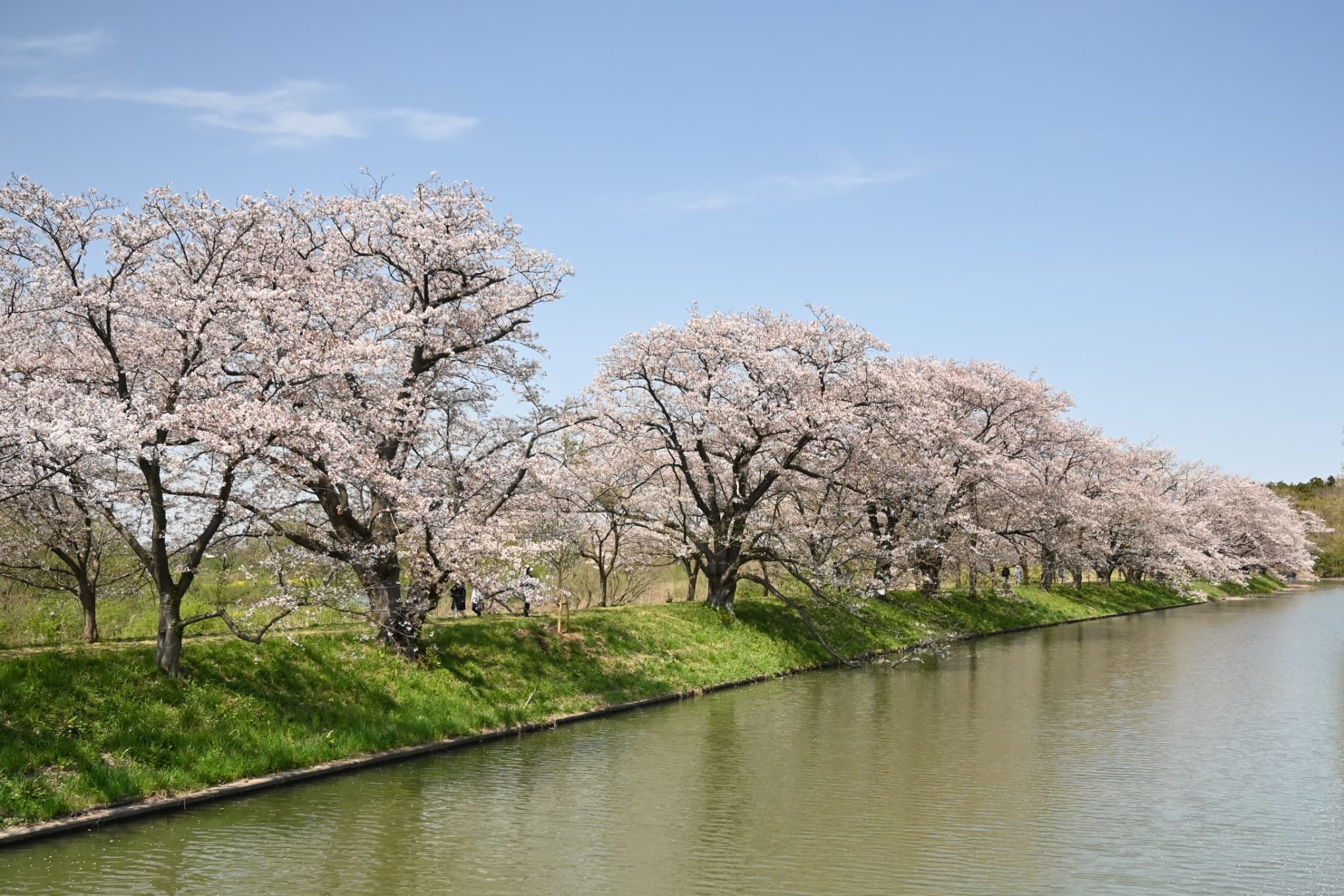 Yoshino Cherry