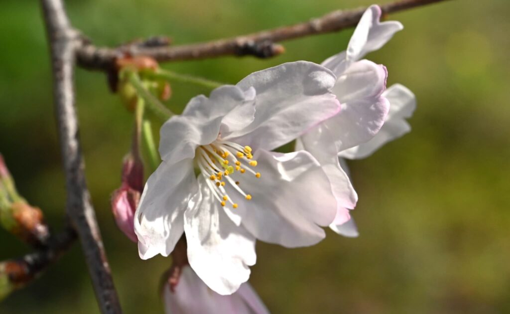 Somei yosshino, stamens