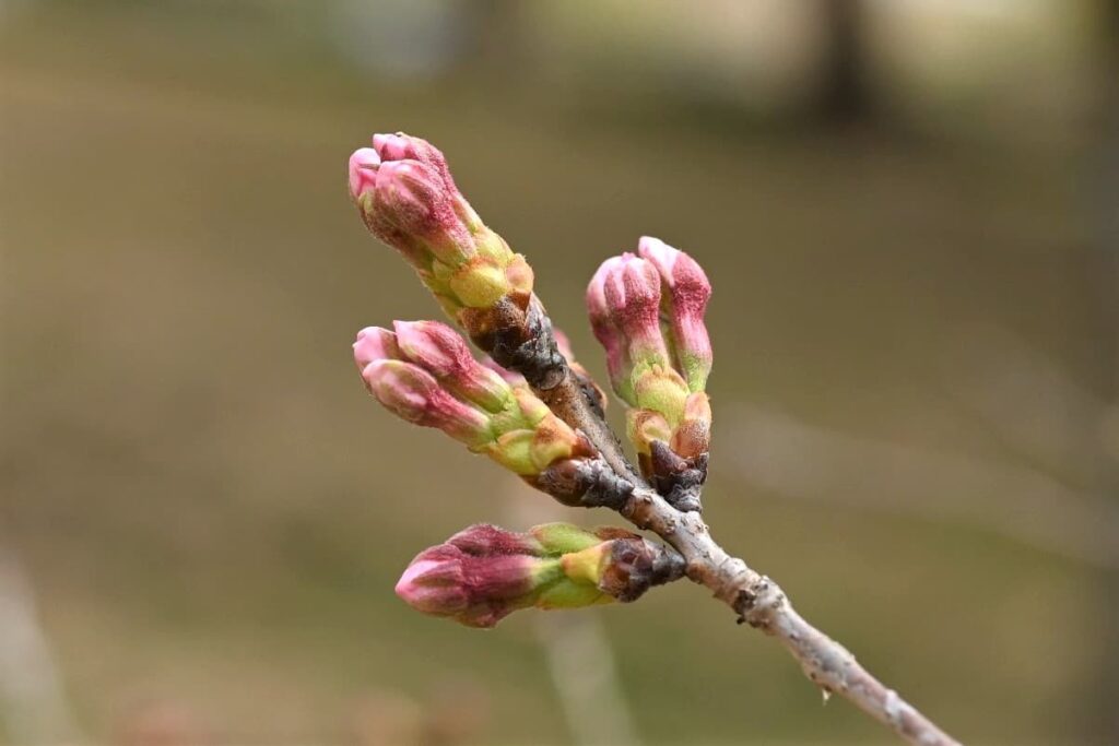 The buds of Yoshino Cherry