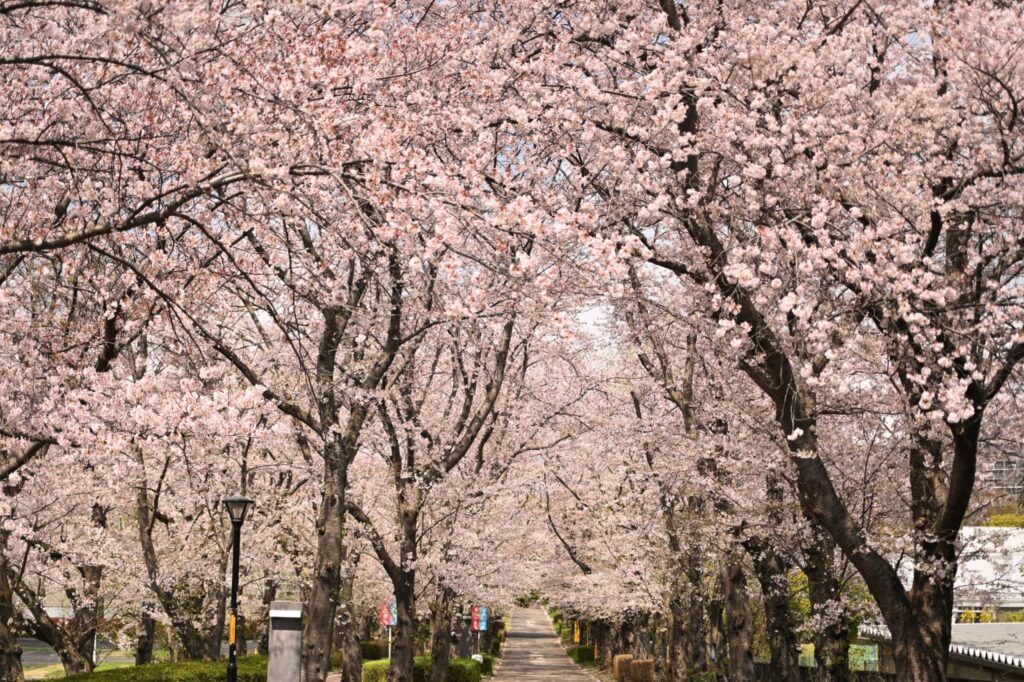 Yoshino Cherry (Prunus × yedoensis) flowers.