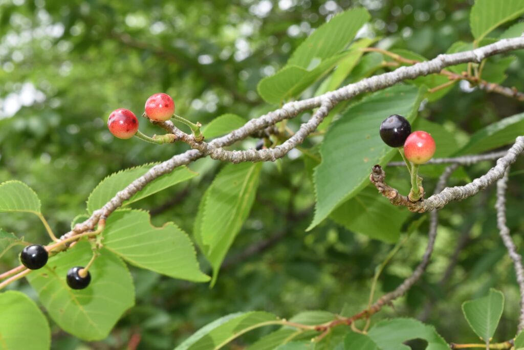 Yoshino Cherry tree, fruits