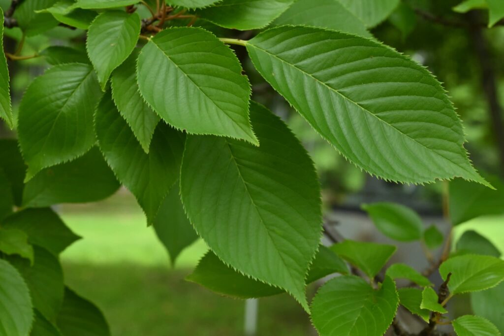 Yoshino Cherry (Prunus × yedoensis) foliage