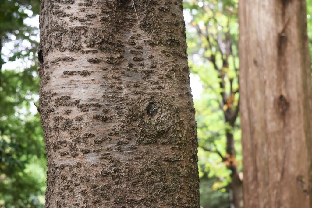 Yoshino Cherry (Prunus × yedoensis) ,trunk