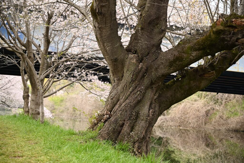 Yoshino Cherry (Prunus × yedoensis) ,bark