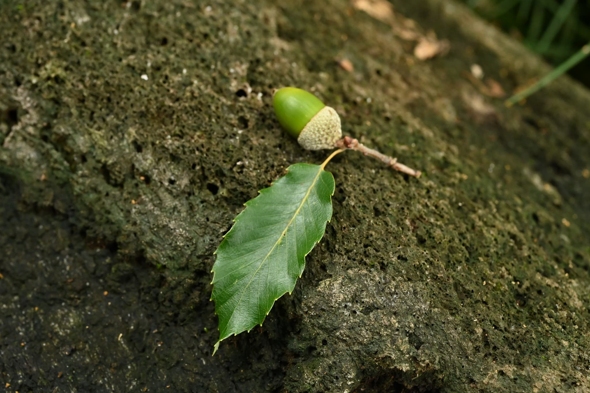 Japanese Blue Oak