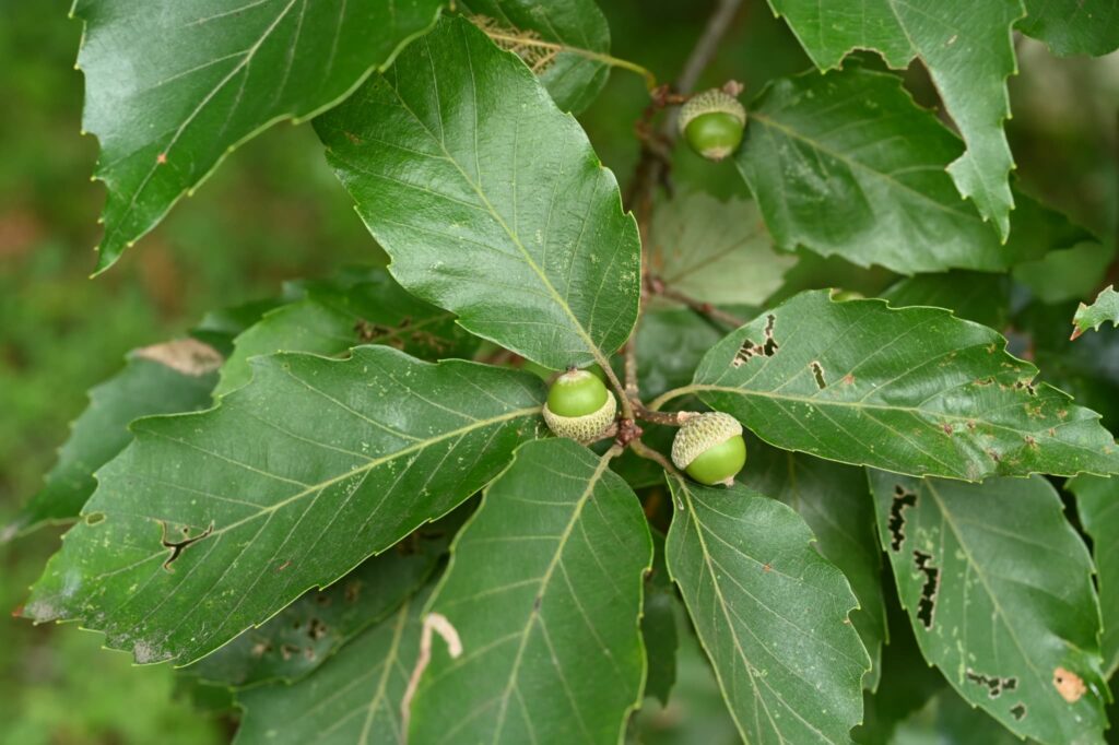 Konara Oak (Quercus serrata)