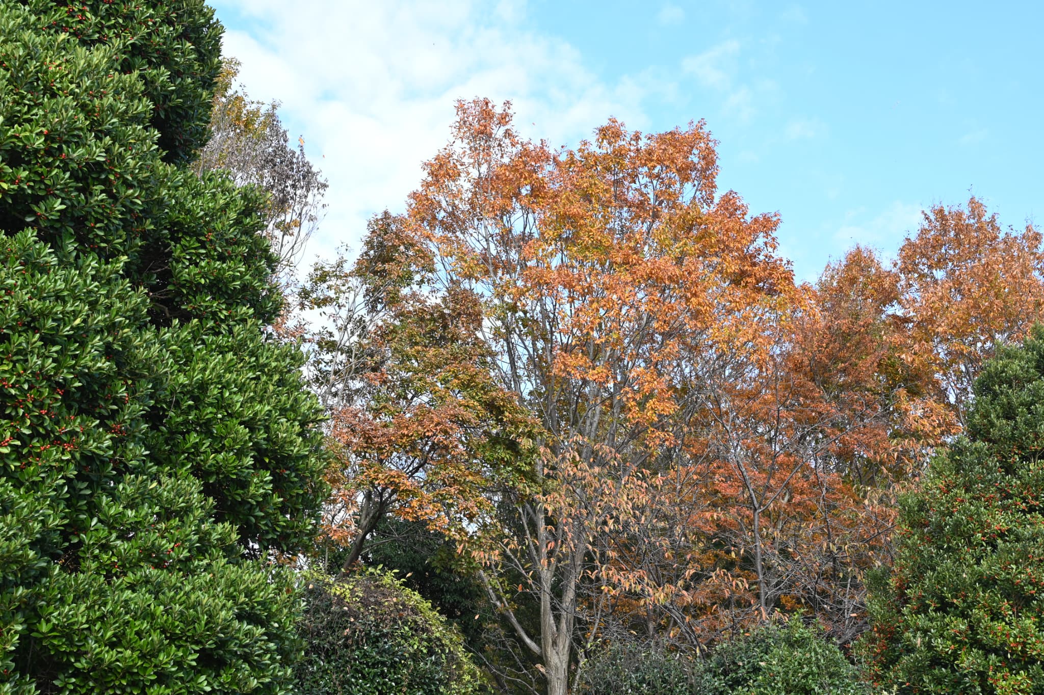 Konara Oak