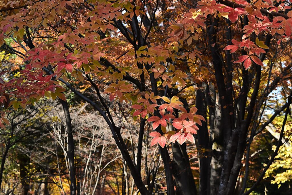 Konara Oak (Quercus serrata)