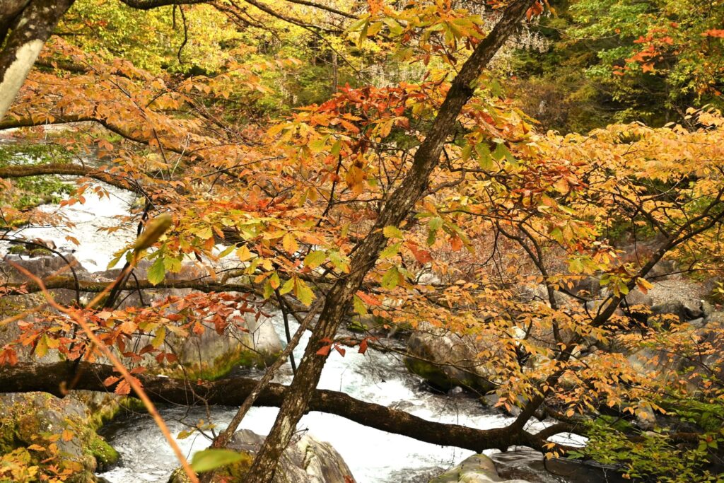 Mizunara Oak