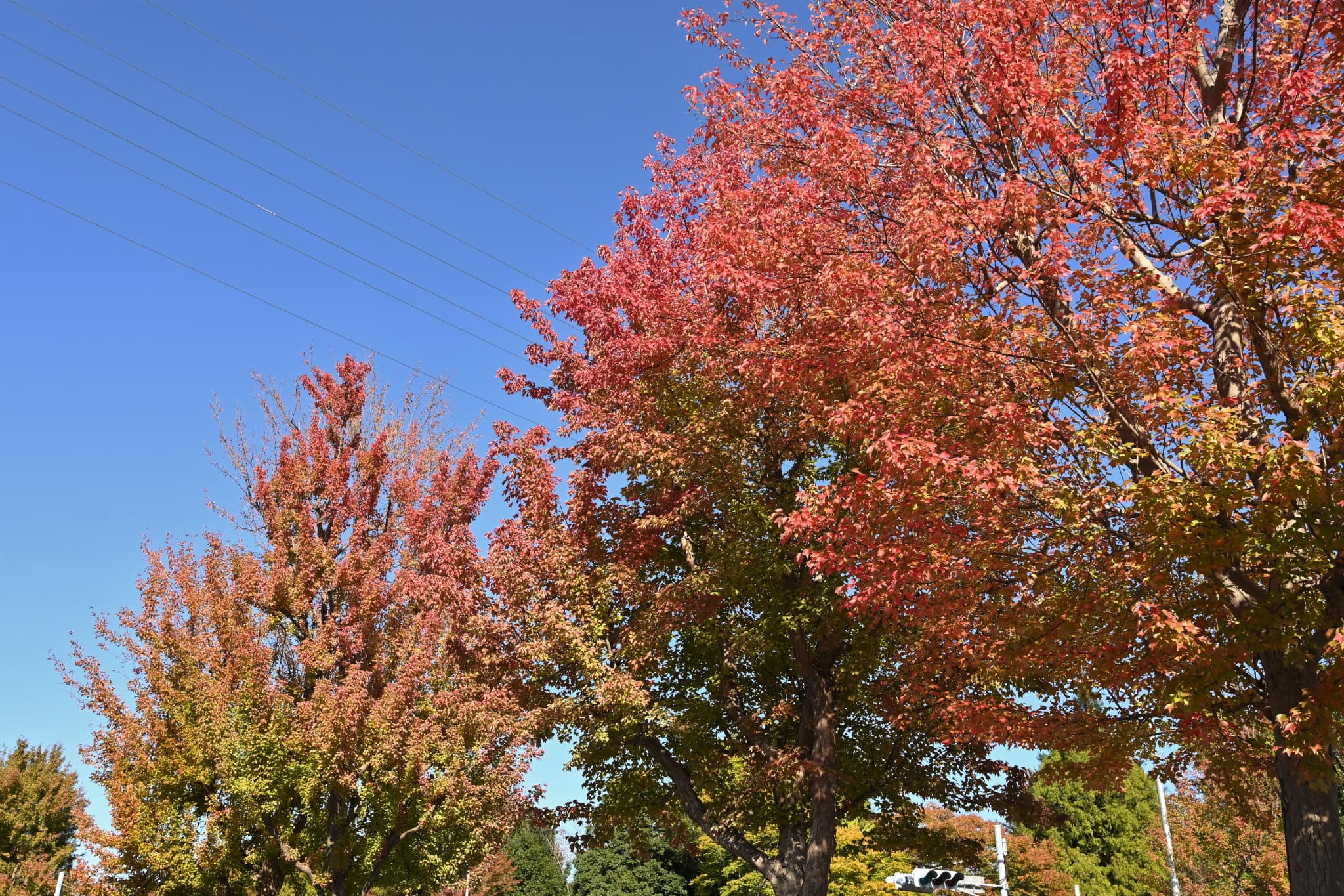 Trident Maple