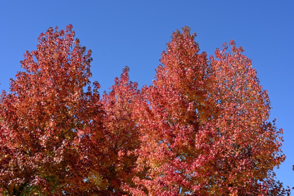 Trident-Maple-Acer-buergerianum