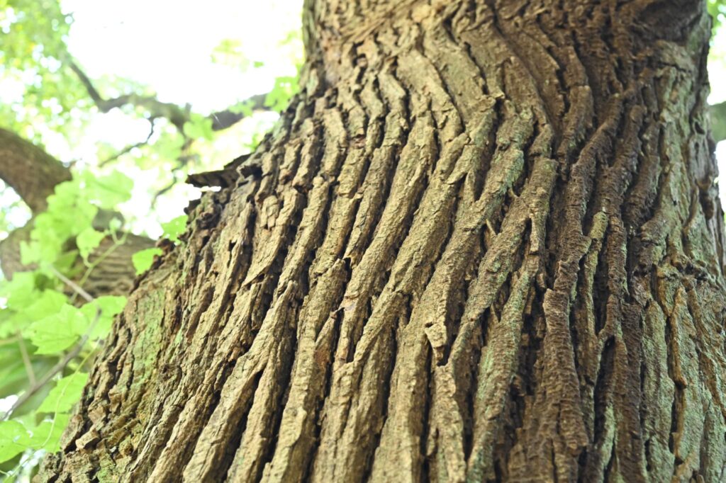 Japanese-Pagoda-Tree
