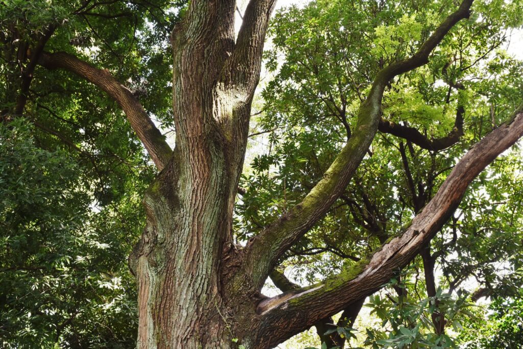 Japanese-Pagoda-Tree