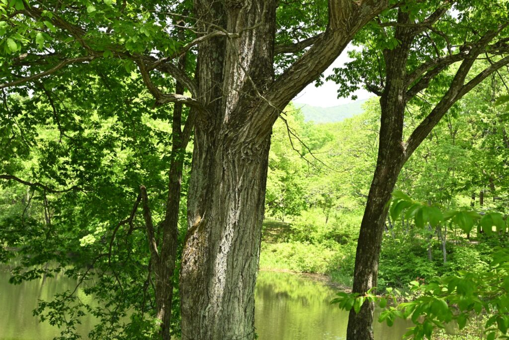 Konara Oak (Quercus serrata)