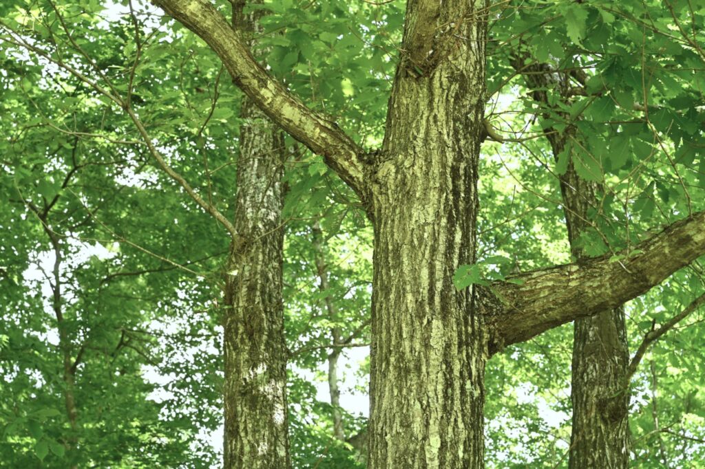 Mizunara Oak