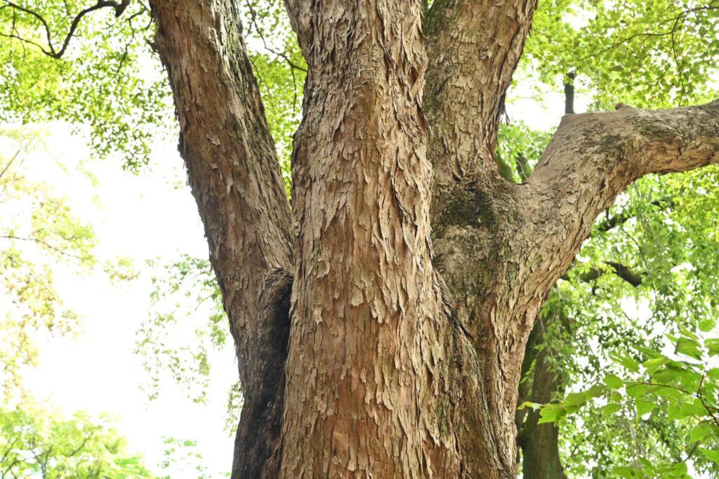 Trident-Maple-Acer-buergerianum