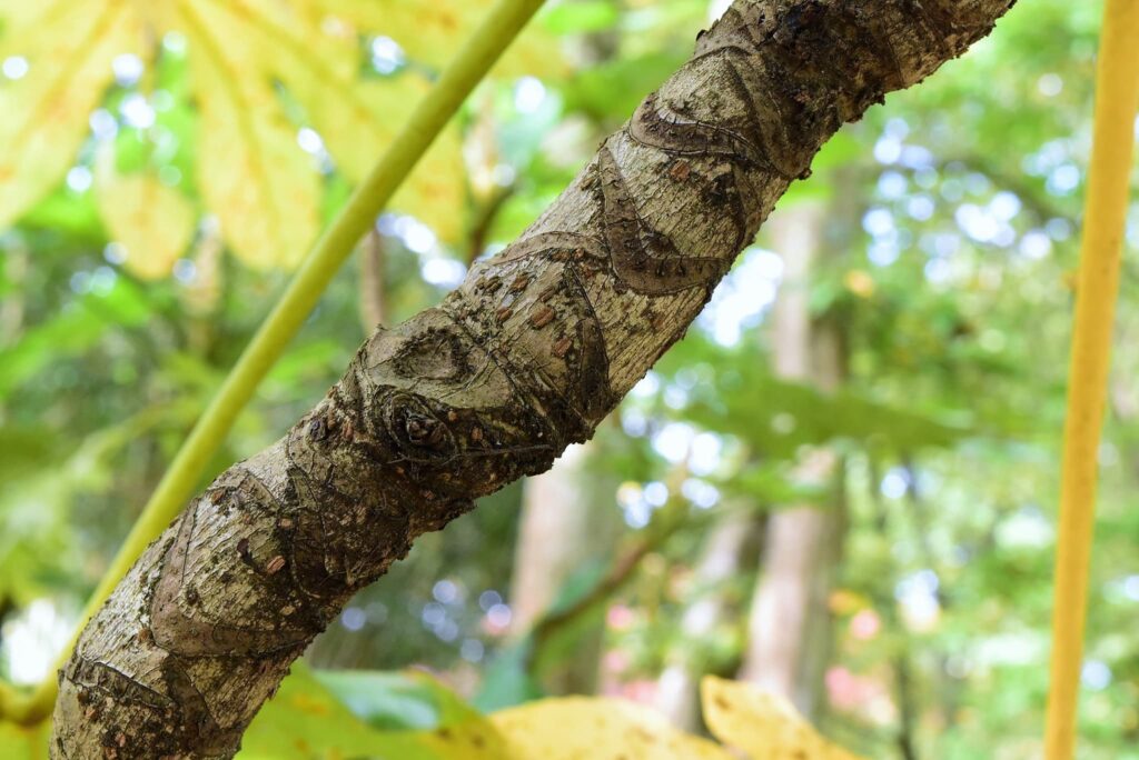 Japanese-Aralia-Fatsia-japonica