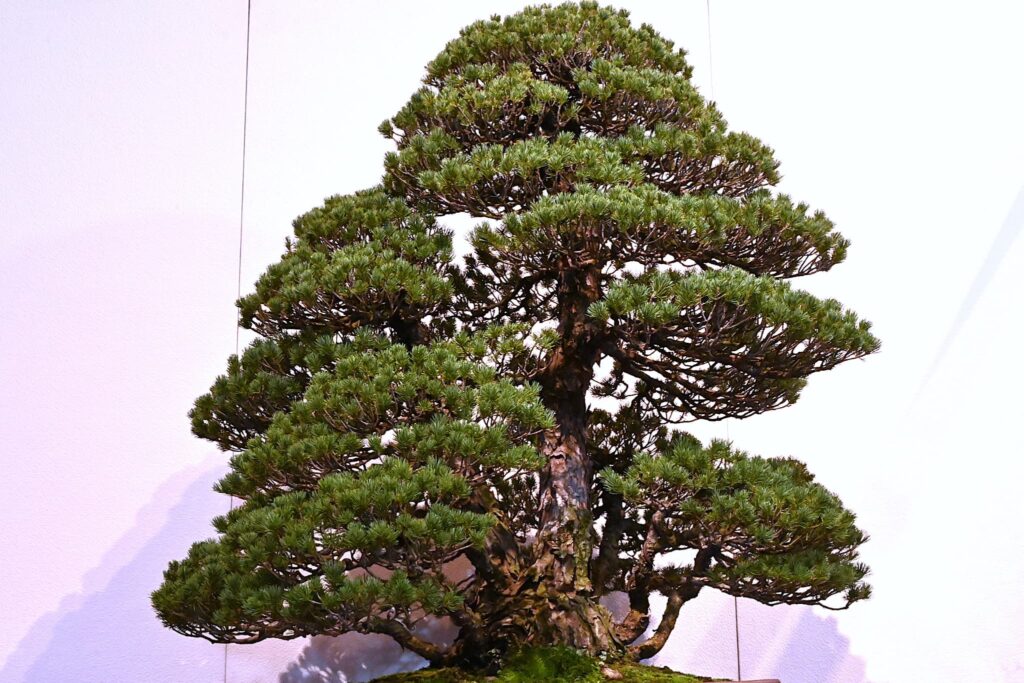 japanese-white-pine