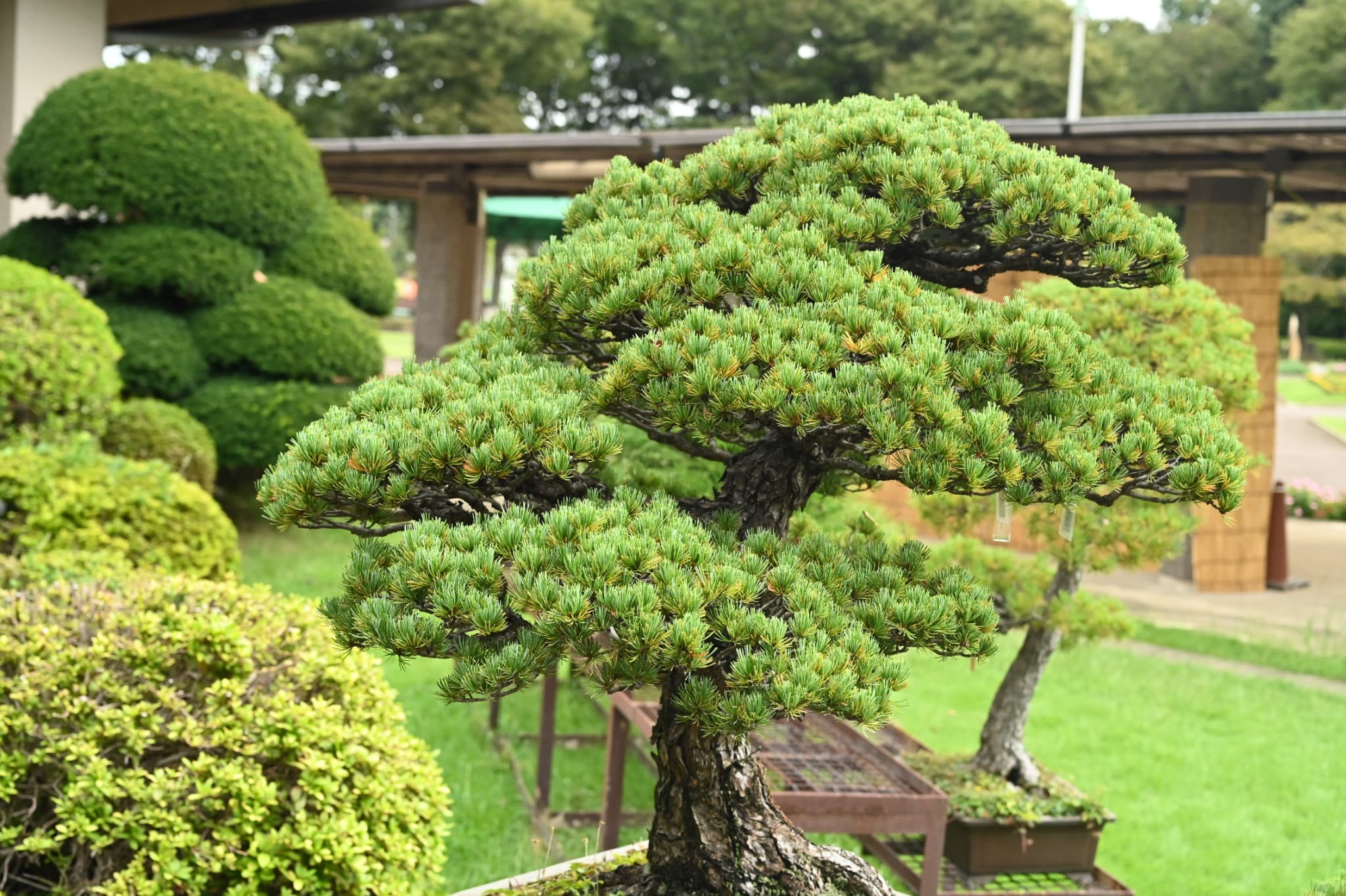 Japanese White Pine
