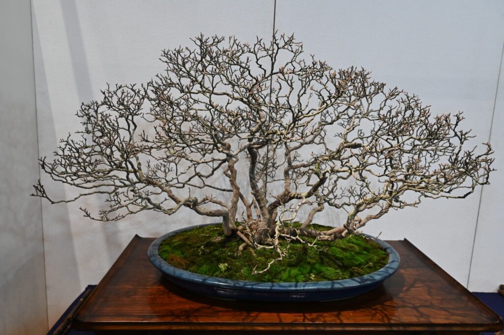 Trident-Maple-Acer-buergerianum