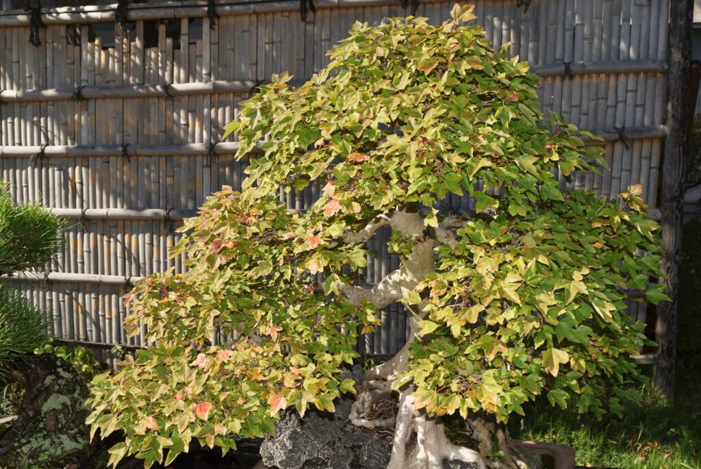 Trident-Maple-Acer-buergerianum
