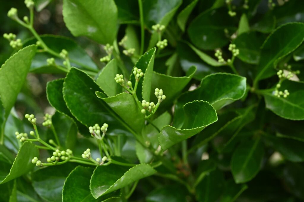Japanese-Spindle-Euonymus-japonicus