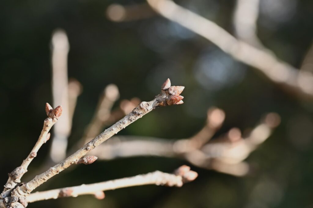 Konara Oak (Quercus serrata)
