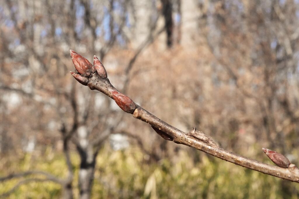 Mizunara Oak