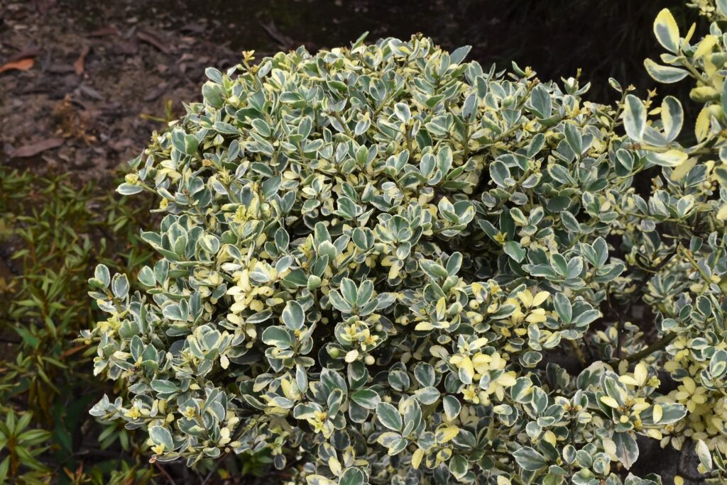 Japanese-Holly-Ilex-crenata
