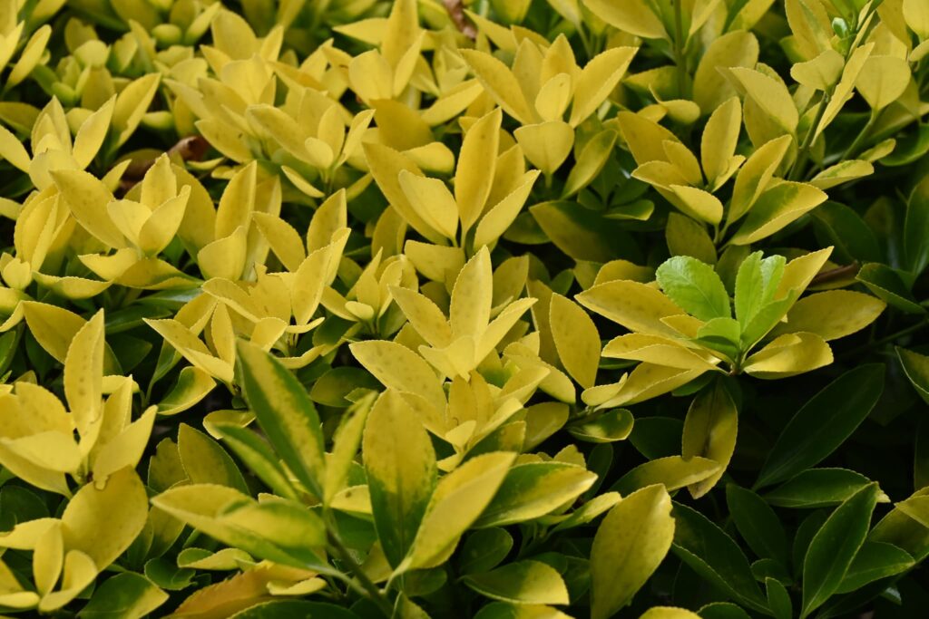 Japanese-Spindle-Euonymus-japonicus