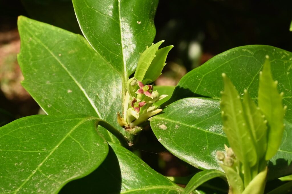 Japanese-Aucuba-Aucuba-japonica