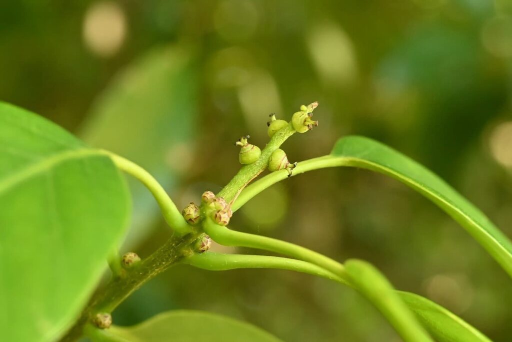 Japanese-Blue-Oak-Quercus-glauca